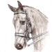 Equesterpferd