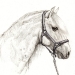 Lusitano