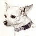 Rehpinscher